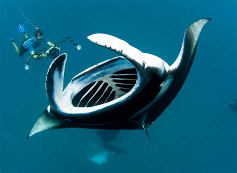 The Magnificent Manta Rays Of The Maldives Manta Ray Sea Creatures