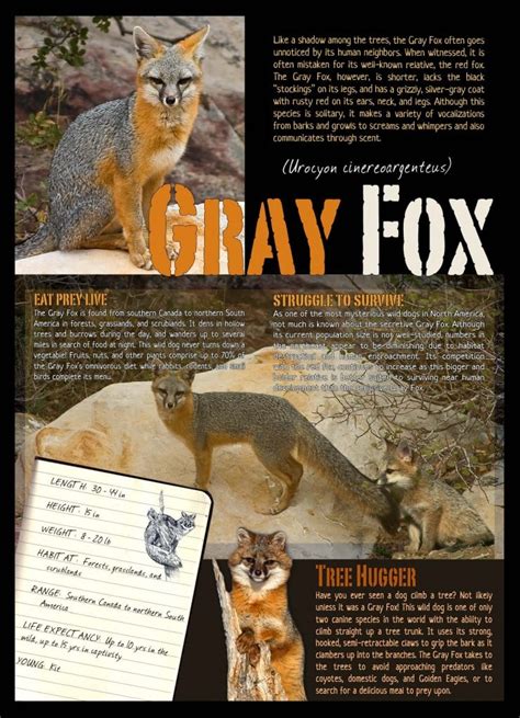 Gray Fox Fact Sheet Hawk Creek Wildlife Center