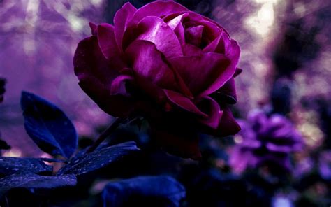 Purple Rose Flowers Flower Hd Wallpapers Images