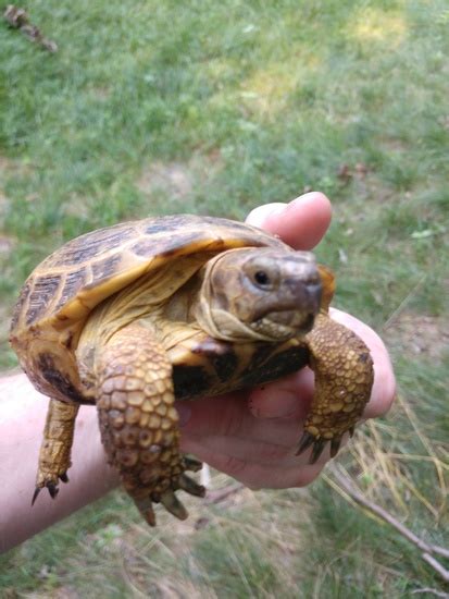 Russian Tortoise For Sale