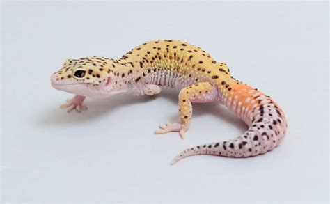 Gecko Behavioral Adaptations Parote