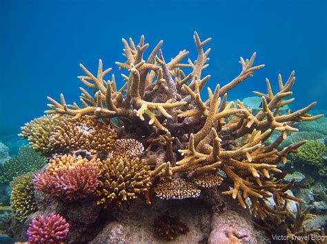 The Best Coral Reef Locations The Maldives Or The Great
