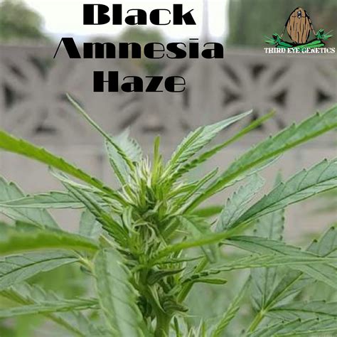 Black Amnesia Haze Third Eye Genetics Cannabis Strain Gallery