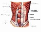 Photos of Stomach Muscles Core