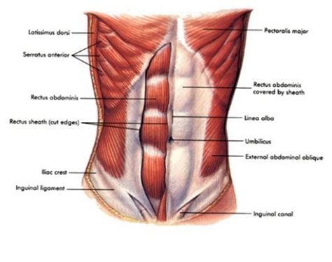Each muscle that makes up the abdominal wall has its own purpose, but as a group they basically protect the spine and give us that perfect posture the rectus abdominus is the most superficial of all the ab muscles, meaning it's on top of everything else. Shoulder requirements for the tennis serve and backhand ...