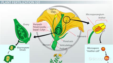 Fertilization In Plants Biology Pollination And Process Video