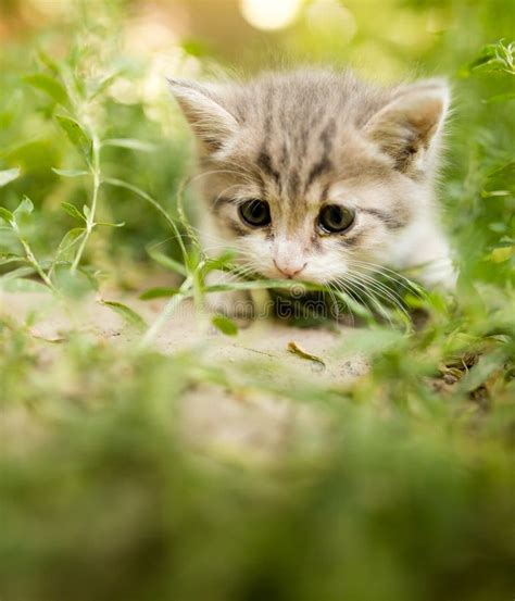 Little Kitten Is Walking In Green Grass Outdoors Stock Photo Image Of