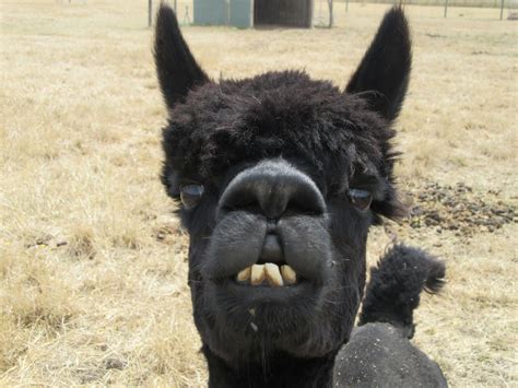 the world s best photos of goofy and teeth flickr hive mind world best photos llama drama
