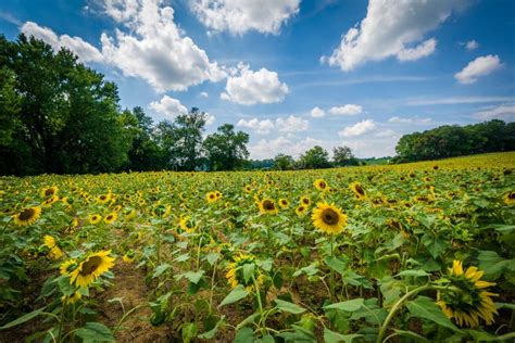 Sunflower Field In Jarrettsville Maryland Stock Image Image Of