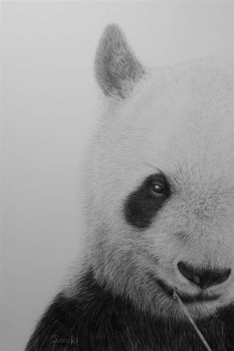 Pencil Drawing Of A Panda Artist Makes Hyper Realistic Drawings To