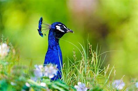30 Most Beautiful Peacock Photos Stunning Peacocks