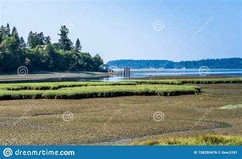 Nisqually Wetlands River 8 Stock Photo Image Of Trees 158359476