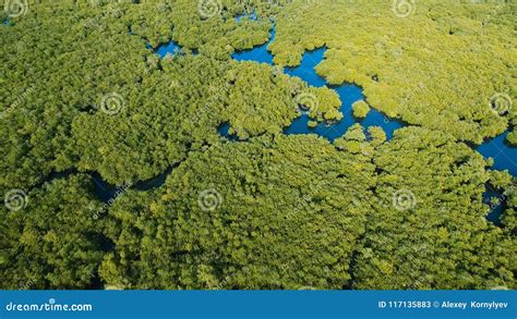 Mangrove Forest In Asia Philippines Siargao Island Stock Image