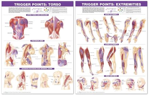 Trigger Point Chart Set Torso And Extremities 2nd Edition Laminated