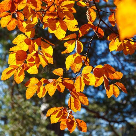 Yellow Leaves On A Branch Autumn Landscape Stock Image Image Of