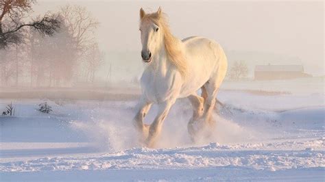 White Horse Is Running In White Snow Field Hd Horse Wallpapers Hd