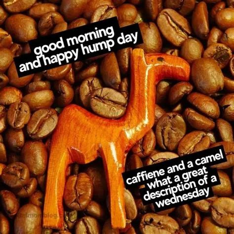 40 funniest hump day memes to help you survive through wednesdays