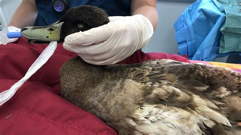 Pet Duck Needs Penis Removed After Trying To Mate Between 5 And 10