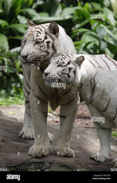 White Bengal Tigers Panthera Tigris Tigris Singapore Zoo Singapore