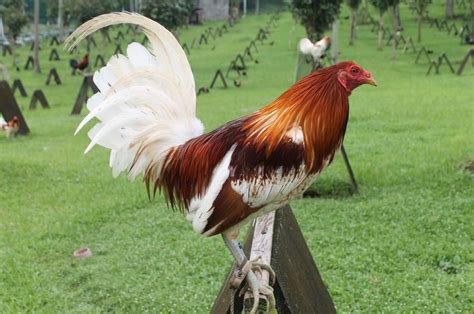 The 25 Best Game Fowl Ideas On Pinterest Hens Beautiful Chickens