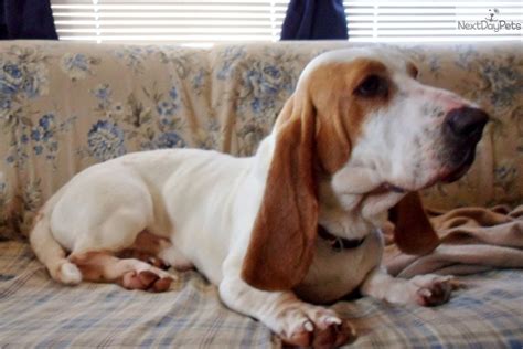 The basset hound breed and the bloodhound breed are thought to share a common canine black, white, brown, lemon, mahogany, red, tan, and blue are the most commonly seen coat colors. Basset Hound puppy for sale near Springfield, Missouri | 58d28c40-9ae1