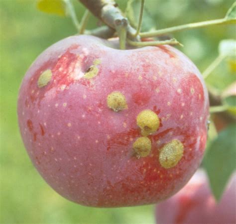 Plum curculio,conotrachelus nenuphar (herbst) in apple. Plum Curculio | Scouting Guide for problems of APPLE
