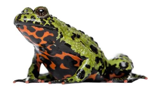 Top 17 Most Popular Pet Frogs For Beginners - Everything ...
