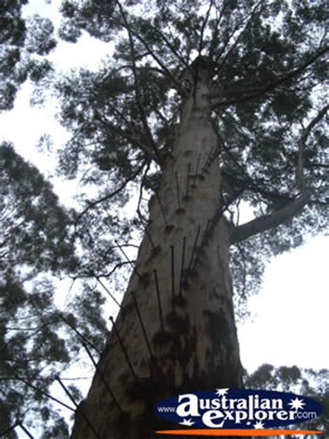 GLOUCESTER TREE IN PEMBERTON PHOTOGRAPH, GLOUCESTER TREE ... I am ____ the classroom.