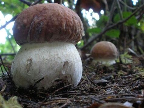 Porcini Edible Wild Mushrooms Stuffed Mushrooms Lichen Moss Mushroom