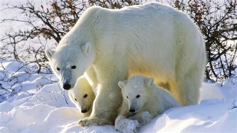 A Polar Bear Mother With Twin Cubs Sits In The Canadian Arctic © Bbc