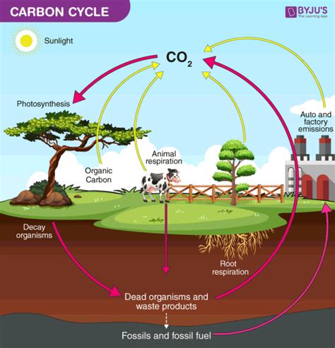 What Process In The Carbon Cycle Is Done By Plants And Animals