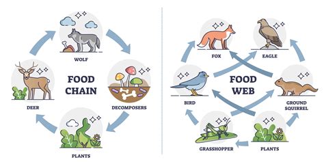 Food Chain Vs Food Web What Is The Difference Between The Food Chain Hot Sex Picture