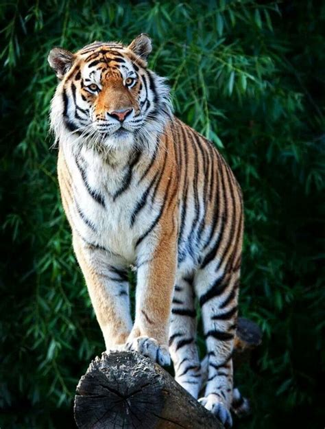 Wild Animals Pictures Tiger Pictures Animal Pictures Beautiful Cats