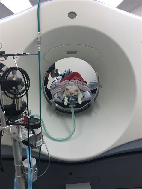 How Much Does A Ct Scan Cost For A Dog Change Comin