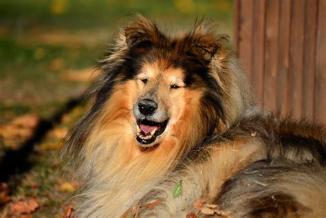 Rough Collie Grooming Shedding And Why To Skip Shaves