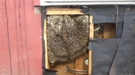 Bees In A Wall Removal And Relocation Youtube