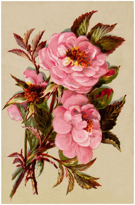 Free Vintage Pink Roses Image The Graphics Fairy