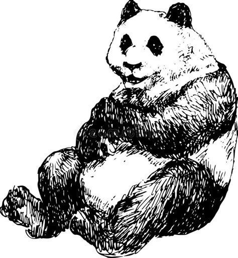 Hand Drawn Panda Stock Vector Illustration Of Animal 43401479