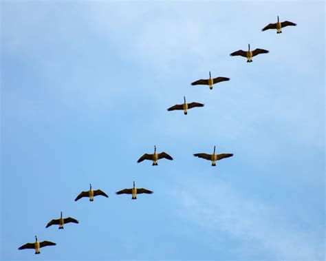 Promise Of Migratory Birds Fifteen Years To Wait For Migratory Birds