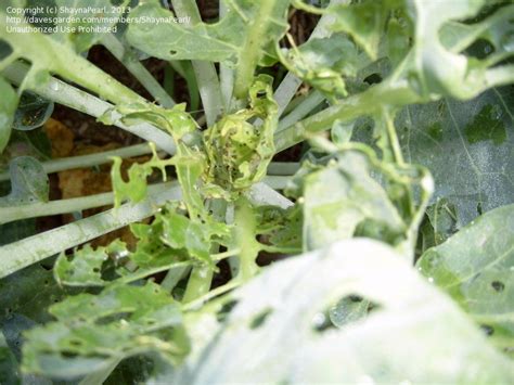 $70 brussels sprouts you ask? Garden Pests and Diseases: What's eating my brussels ...