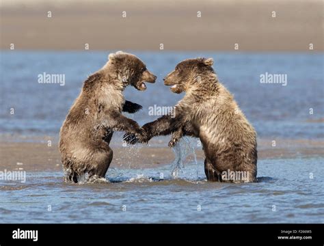 Grizzly Bear Cubs Play Fighting Stock Photo Alamy