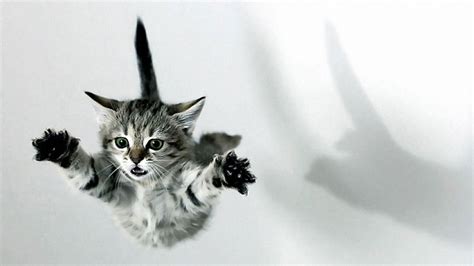 Mimpi jatuh dari ketinggian atau tempat yang tinggi: Kenapa Kucing Jatuh Dari Tempat Tinggi Tidak Mati? - Umum ...