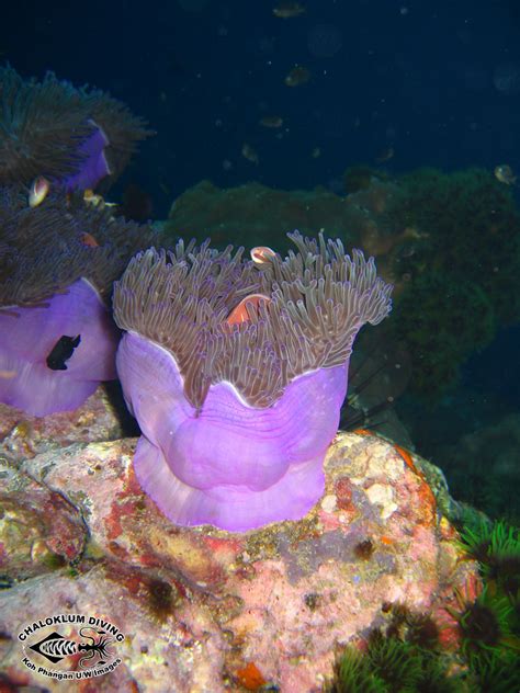 Magnificent Anemone Heteractis Magnifica Chaloklum Diving Koh Phangan