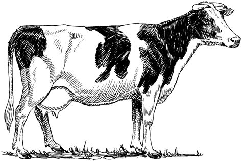 Kids love to do extracurricular activities. Free Cow Drawing, Download Free Clip Art, Free Clip Art on ...