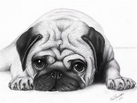 Cute Pug Puppies Pug Puppy Cute Dogs Pencil Drawings Of Animals