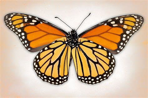 Monarch Butterfly Art Prints By Richard Reynolds