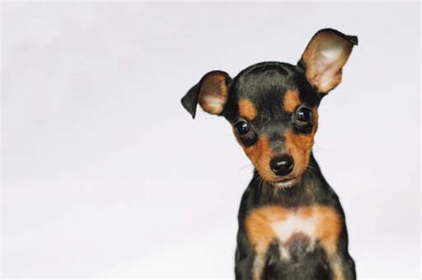 Miniature Pinscher Dogs Dog Breeds