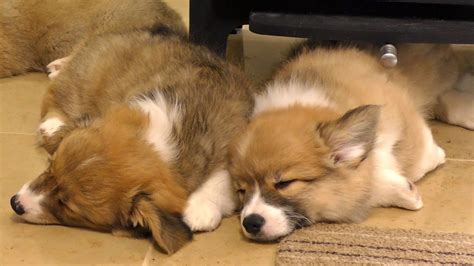 Find corgi puppies for sale with pictures from reputable corgi breeders. cute corgi puppies sleeping / お昼寝中のコーギー子犬 20150620 Part 5 welsh corgi pembroke - YouTube