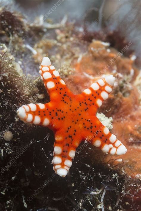 Orange Starfish On A Reef Indonesia Stock Image C0470419