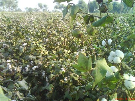 Cotton Crops Fields Kapas Ki Fasal Village Life Hd Photos 2014